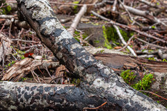 Biscogniauxia nummularia