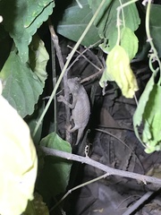 Rieppeleon kerstenii