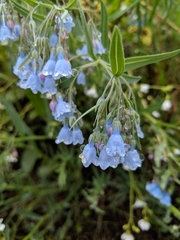 Mertensia lanceolata