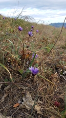 Dipterostemon capitatus capitatus