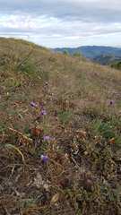 Dipterostemon capitatus capitatus