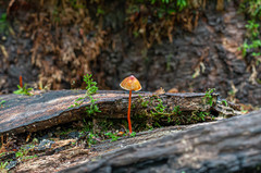Mycena crocata