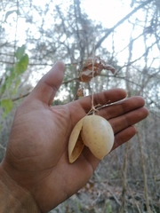 Polyclathra cucumerina