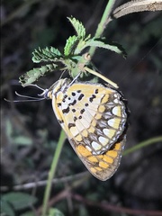 Byblia