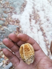 Polyclathra cucumerina