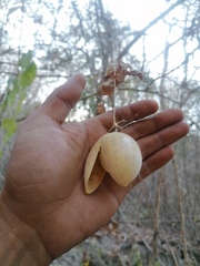 Polyclathra cucumerina