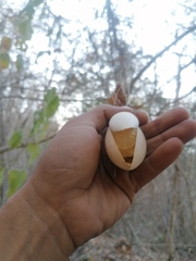 Polyclathra cucumerina