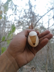 Polyclathra cucumerina