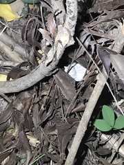 Rieppeleon kerstenii