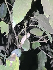 Rieppeleon kerstenii