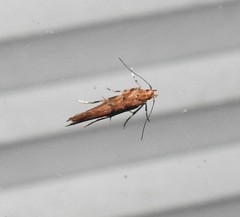 Pyroderces aellotricha