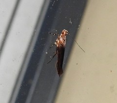 Pyroderces aellotricha