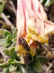 Acmaeodera mixta
