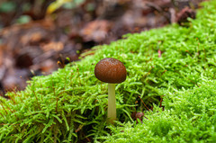 Pluteus phlebophorus