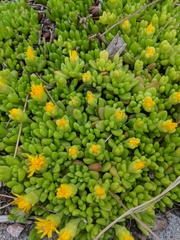 Delosperma nubigenum