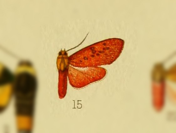 Melese rubricata