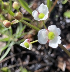 Sagittaria chapmanii