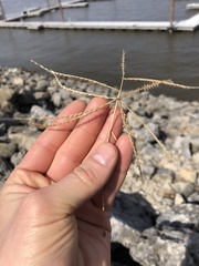 Chloris verticillata