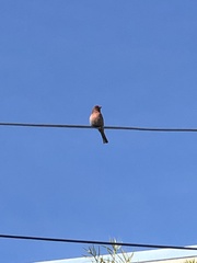 Haemorhous mexicanus