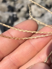 Chloris verticillata