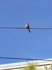 Haemorhous mexicanus