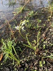 Sagittaria chapmanii