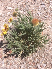 Gaillardia multiceps