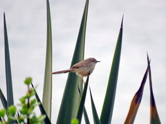 Prinia lepida