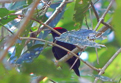 Chiroxiphia lanceolata