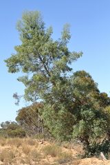 Codonocarpus cotinifolius