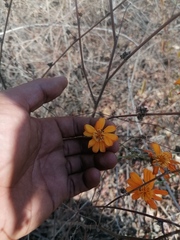 Adenophyllum aurantium