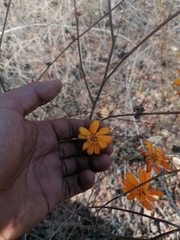 Adenophyllum aurantium