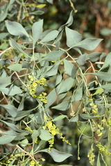 Codonocarpus cotinifolius