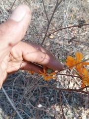 Adenophyllum aurantium