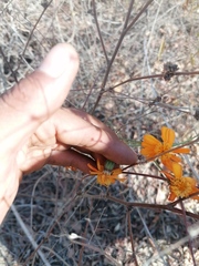 Adenophyllum aurantium