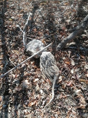 Ibervillea hypoleuca