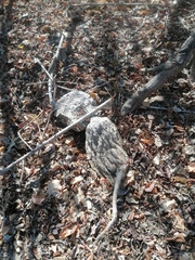 Ibervillea hypoleuca