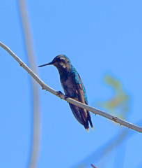 Chlorostilbon gibsoni