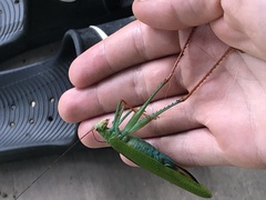 Jimenezia elegans