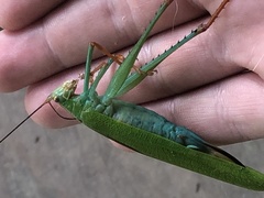 Jimenezia elegans