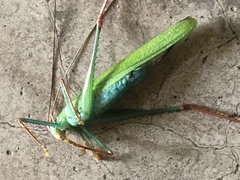 Jimenezia elegans