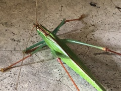 Jimenezia elegans