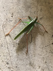 Jimenezia elegans