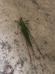 Jimenezia elegans