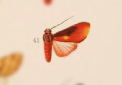 Melese erythrastis