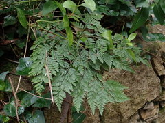 Davallia canariensis