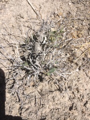 Acleisanthes lanceolata