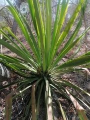 Agave karwinskii