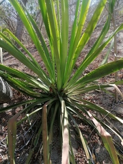 Agave karwinskii