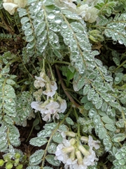 Astragalus parryi